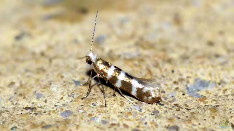 Wacholderminiermotte: Beschreibung und Maßnahmen