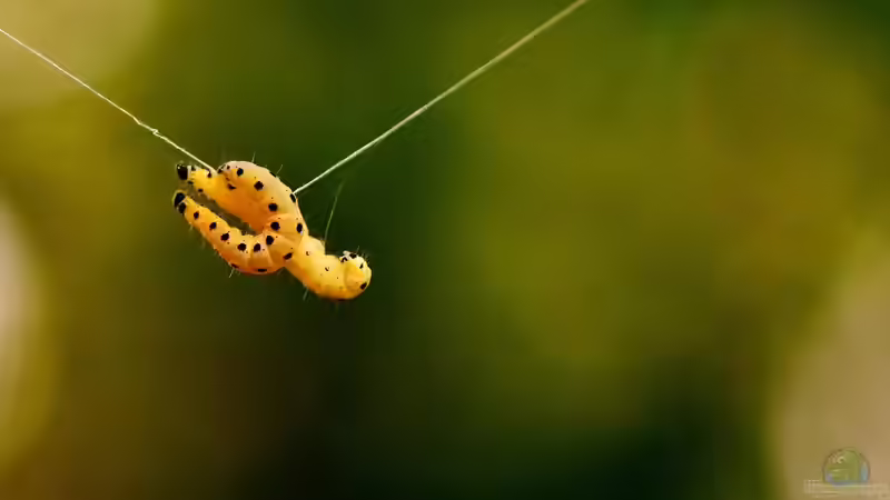 Wachsmottenlarven: Hoher Nährwert für deine Terrariumtiere