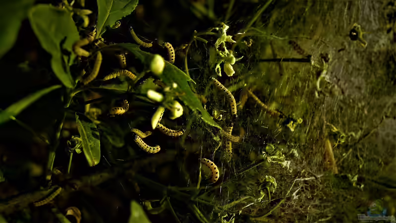 Wachsmottenlarven: Hoher Nährwert für deine Terrariumtiere