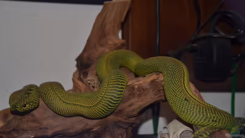 Wachsschlange von Gallius (5)