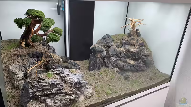 Wachstumsphase - 1 von Dominic (17)