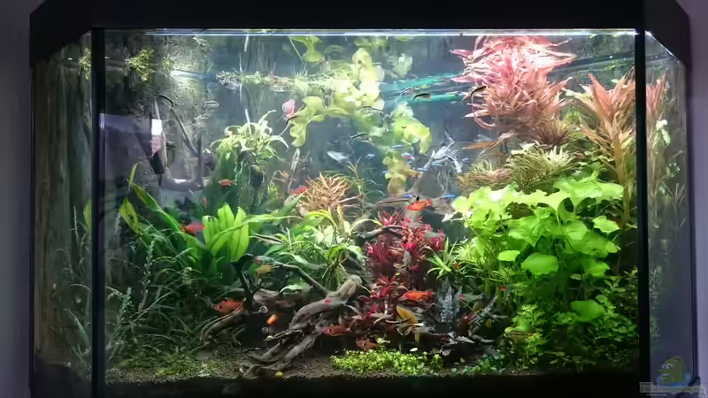 Wachstumszeit von Nico_BS (1)