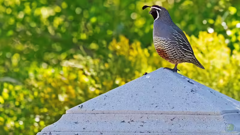 Wachteln im Garten halten - Alles, was du über artgerechte Haltung, Pflege und Nutzen wissen musst