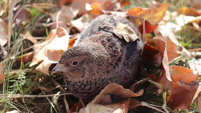 Wachteln im Garten halten - Alles, was du über artgerechte Haltung, Pflege und Nutzen wissen musst
