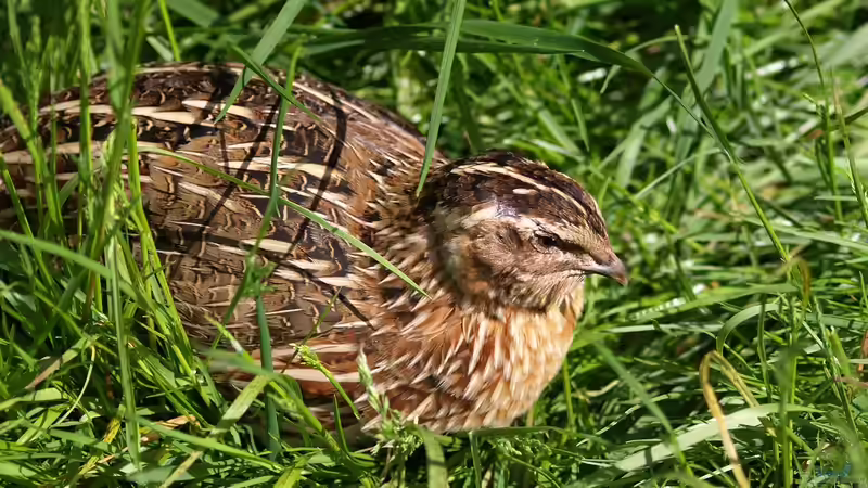 Wachteln im Garten halten - Alles, was du über artgerechte Haltung, Pflege und Nutzen wissen musst