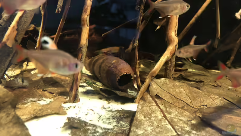 Wadara Kapsel von JuJu (9)