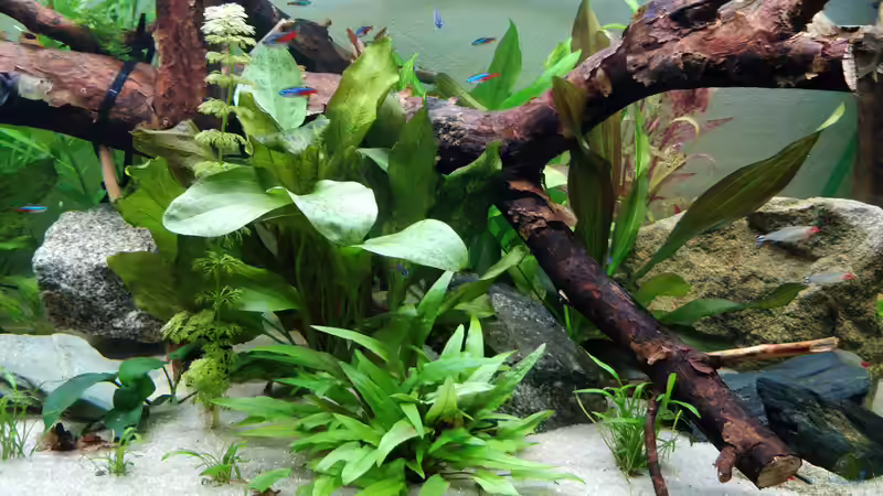 wächst alles schön von Woidma (46)