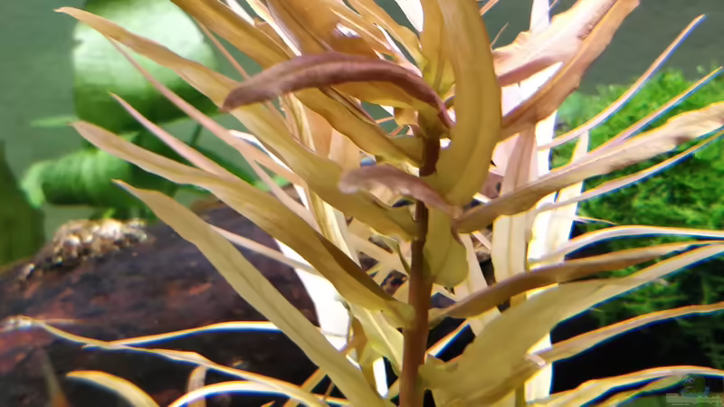 wächst auch ganz gut von Woidma (64)