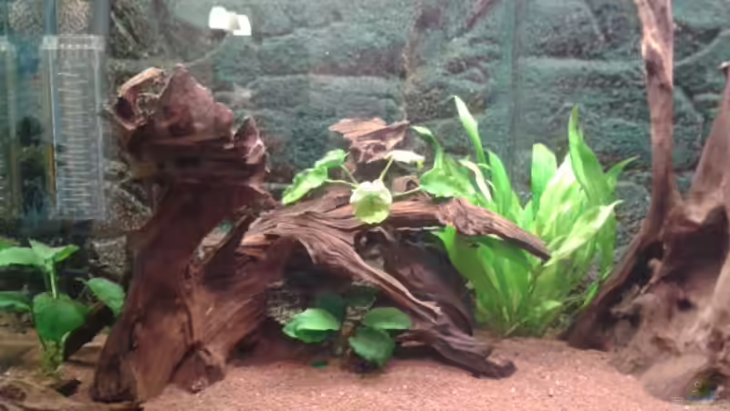 wächst noch ;-) von Don Jupp (3)