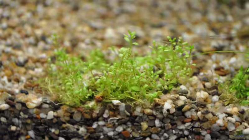 Wächst schnell von Salmlerdream (21)