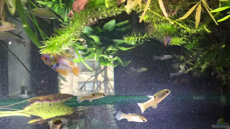 wächst und gedeiht von Thomas Bachl (2)