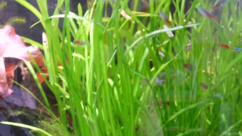 Wächst wie unkraut, aber die Fische finden es toll von Martin Kühnel (7)