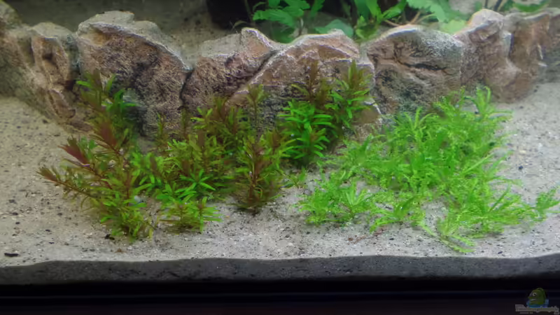 Wächst wie Zunder von raubsau (120)