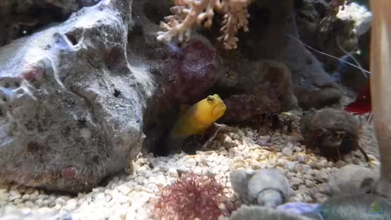 Wächter Grundel von Manni1884 (40)