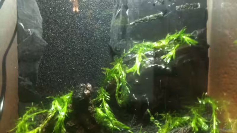 während der Bepflanzung Argentinische Wasserpest (Elodea callitrichoides) von M to the ilan (6)