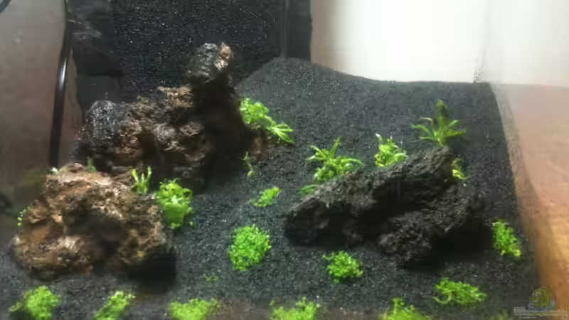 während der Bepflanzung Daonoi - kleiner Stern (Pogostemon helferi) von M to the ilan (4)