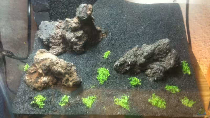 während der Bepflanzung Kuba Zwerg-Perlenkraut (Hemianthus callitrichoides) von M to the ilan (3)