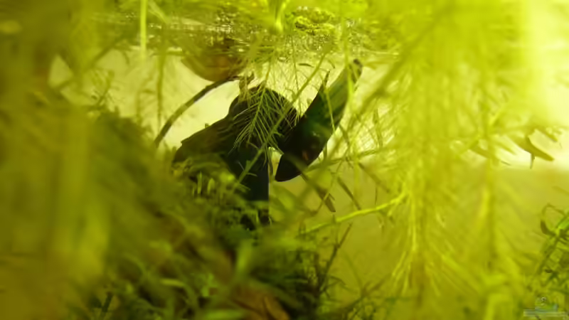 Während der Eiablage  von Noah H. (6)