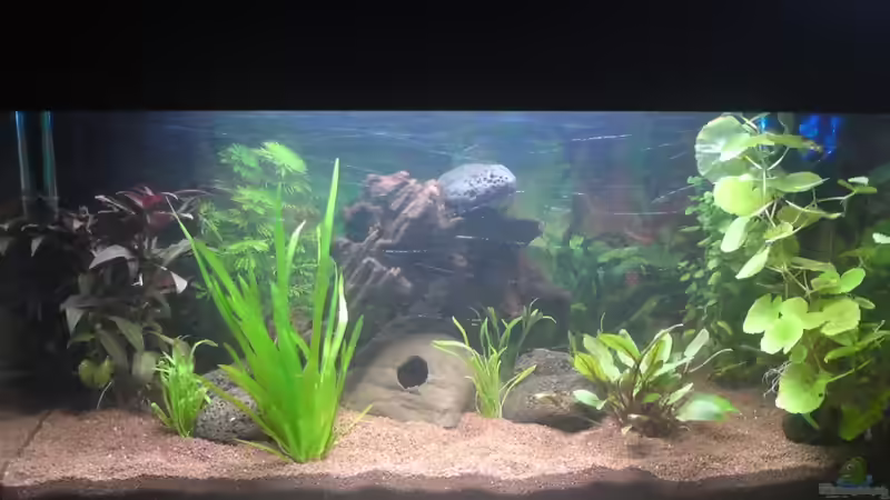 Während der Einfahrphase, Pflanzen klein und Wasser milchig. von Milehigh H (4)