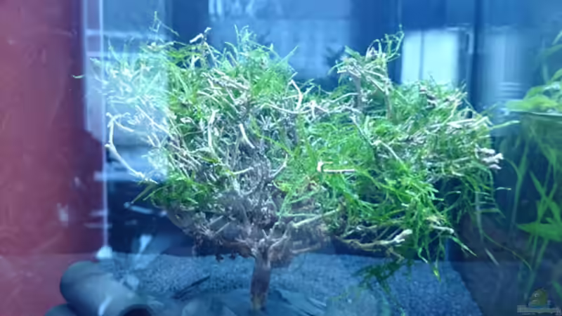 Während der Einrichtung von Jahira (3)