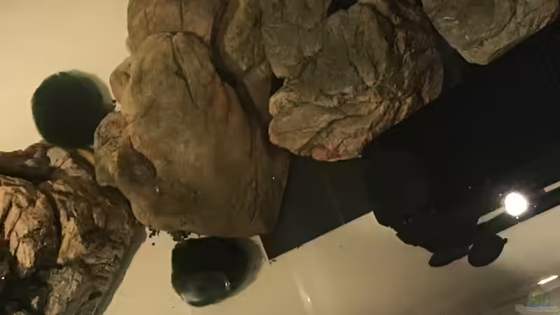 Wärend der Renovierung, dass vorübergehende ´Ausweichbecken´! von Daniel H. (11)