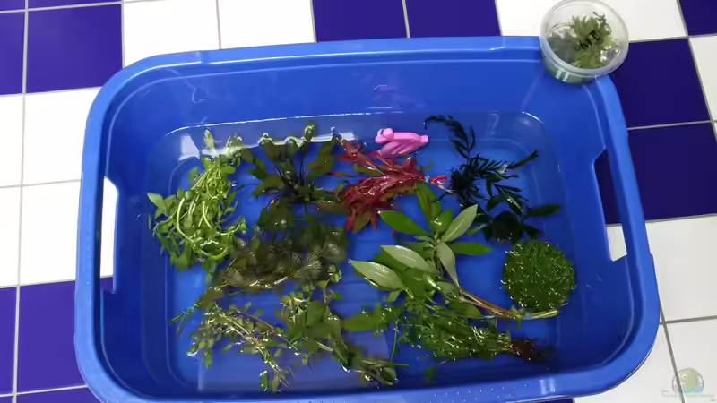 Wässern - ein kleiner Teil der ersten Pflanzen von Solvin (18)