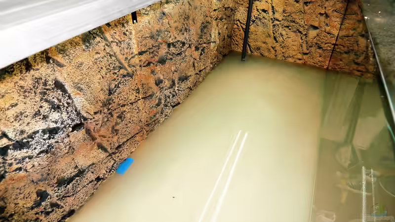 Wässern nach Rückwandeinklebung von Lippi (25)