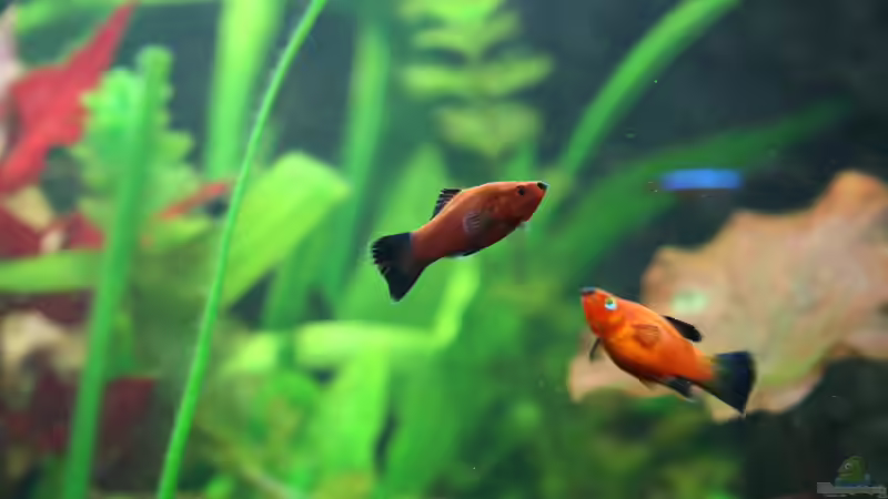 Wagtail-Platys von Oli M. (17)