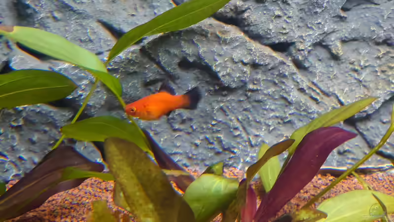 Wagtailplaty von Stefan von Oettingen (31)