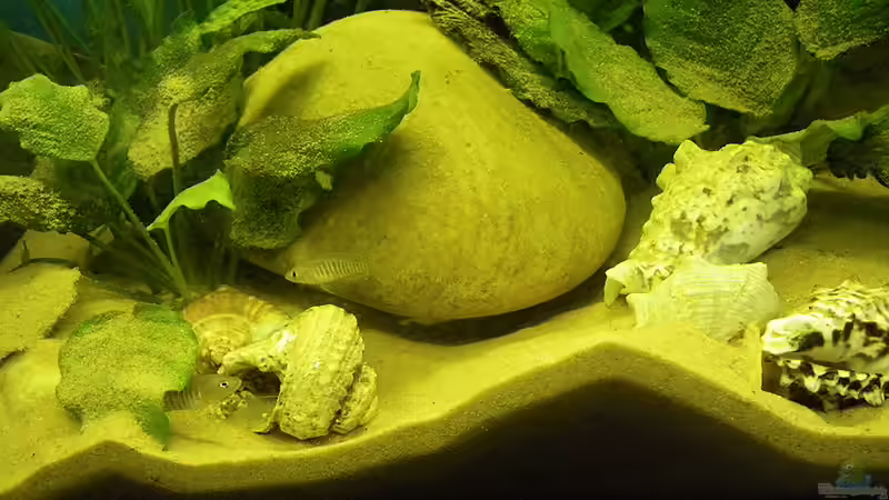 wahnsinn,der findling sitzt nur noch auf einer styroporplatte,total unterhöhlt von Bazzi (31)