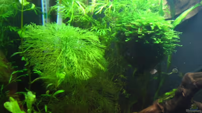 Wald für Garnelen von Sascha Gerber (6)