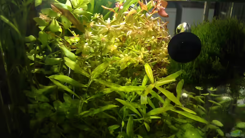 Wald (Lichtmitte High CRI 91, Nichia) von El Hein (13)