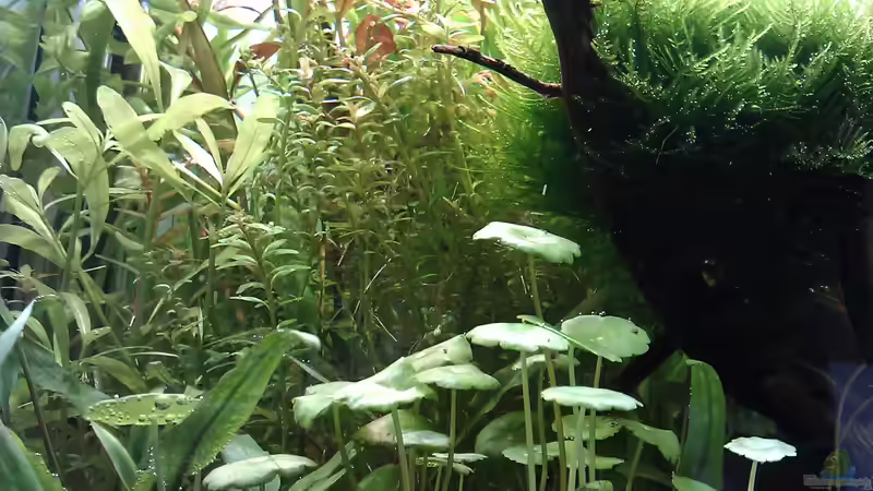 wald (links unten - Crypto, welche assimiliert - GEIL!) von El Hein (11)