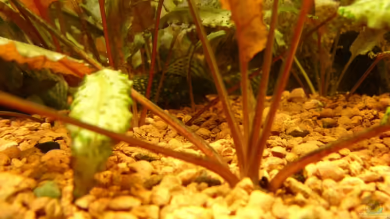 Wald von unten von Oliver Boden (18)