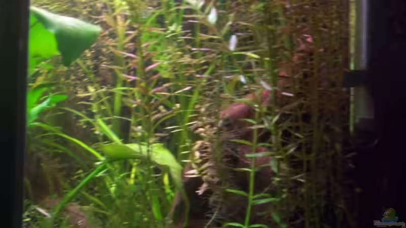 ´Waldecke´ - Buchenlaub, Javamoos, Wurzel... von Jana_ (13)