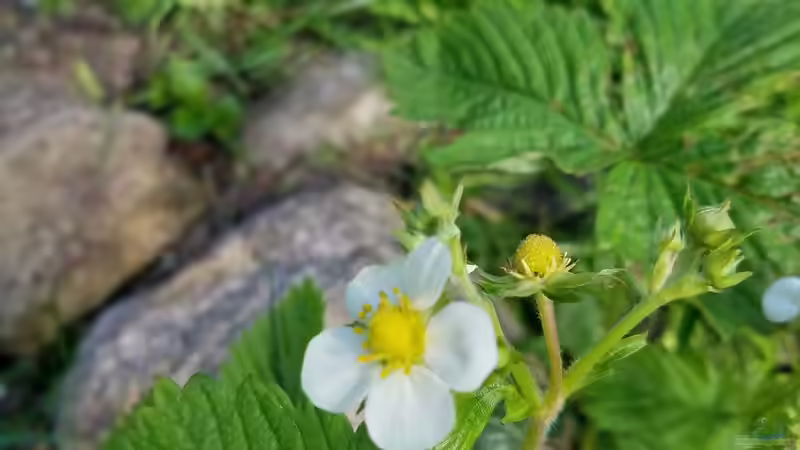 Walderdbeere von Smo (4)