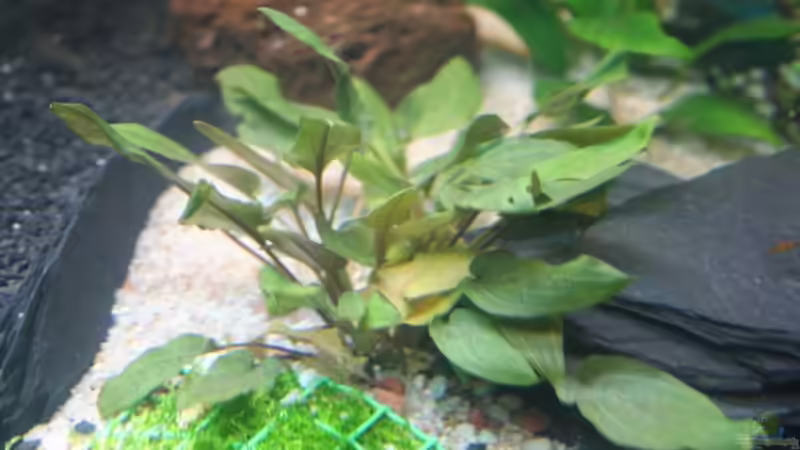 Walkers Wasserkelch im Aquarium pflegen (Einrichtungsbeispiele für Cryptocoryne walkeri)