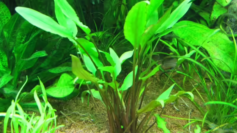 Walkers Wasserkelch (Cryptocoryne walkeri) von Springer (31)