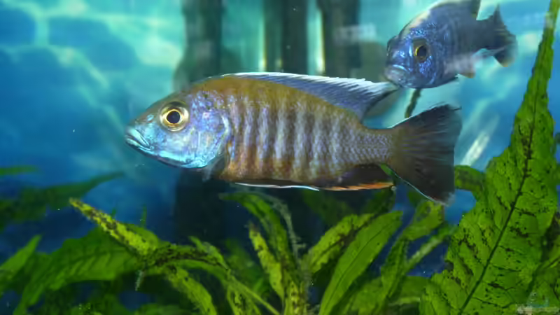 Walteri von Bandit12 (6)