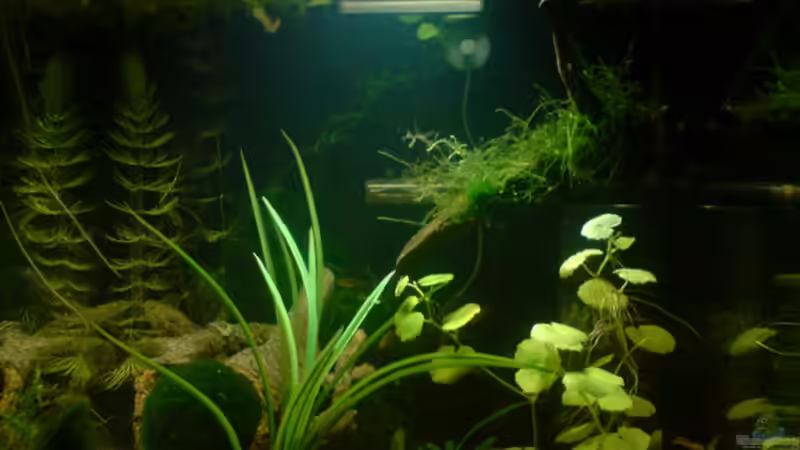 Wand Wurzel  von Dasy (15)