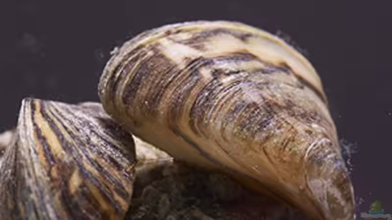 wander oder dreickantmuscheln nicht org. bild da meine cam es nicht scharf bekommt von Sabine Krüger (4)