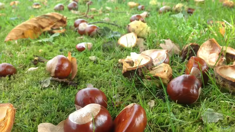 Wann beginnt der Herbst im Garten? Ein umfassender Ratgeber für Hobbygärtner
