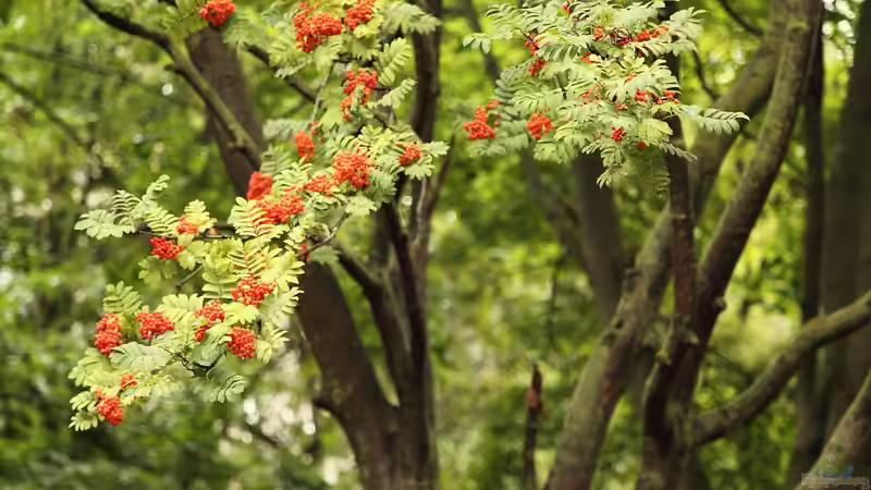 Wann beginnt der Herbst im Garten? Ein umfassender Ratgeber für Hobbygärtner