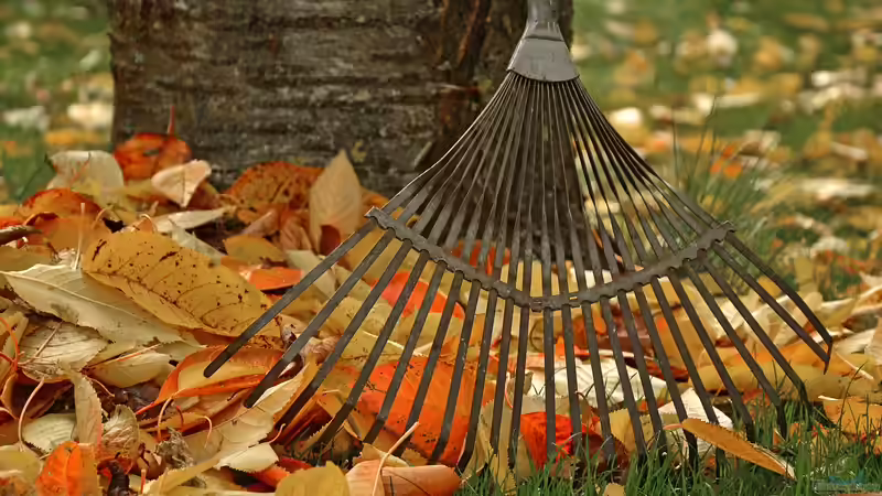 Wann beginnt der Herbst im Garten? Ein umfassender Ratgeber für Hobbygärtner