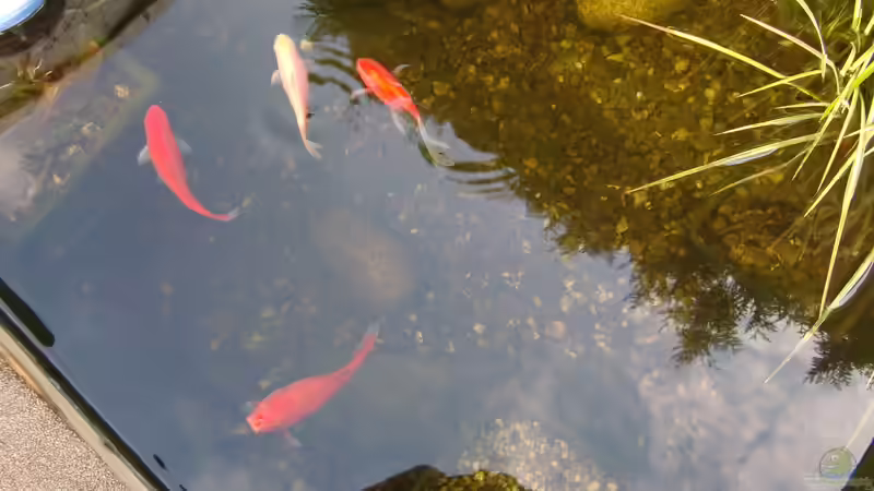Wann erwacht der Teich aus dem Winterschlaf?