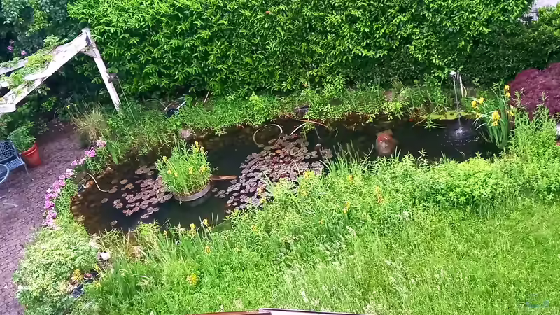 Wann erwacht der Teich aus dem Winterschlaf?