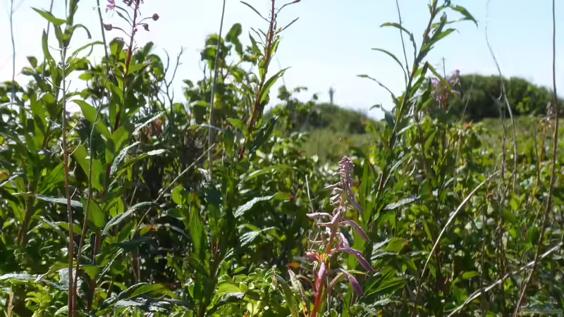 Wann ist die beste Pflanzzeit für Stauden und Gehölze? Ein Leitfaden für einen blühenden Garten