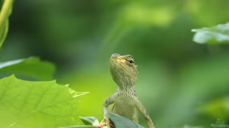 Wann ist ein Reptil ein Reptil - Das sind die 5 Merkmale der Reptilien
