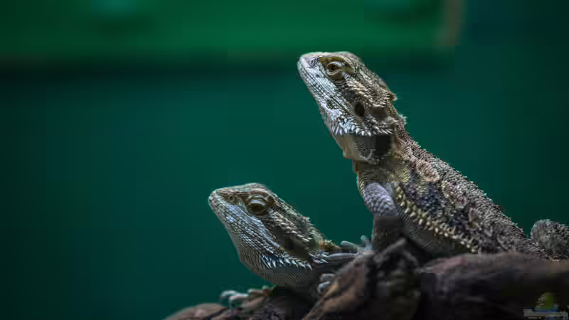 Wann ist ein Reptil ein Reptil - Das sind die 5 Merkmale der Reptilien