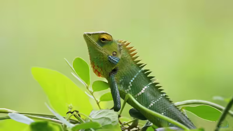 Wann ist ein Reptil ein Reptil - Das sind die 5 Merkmale der Reptilien